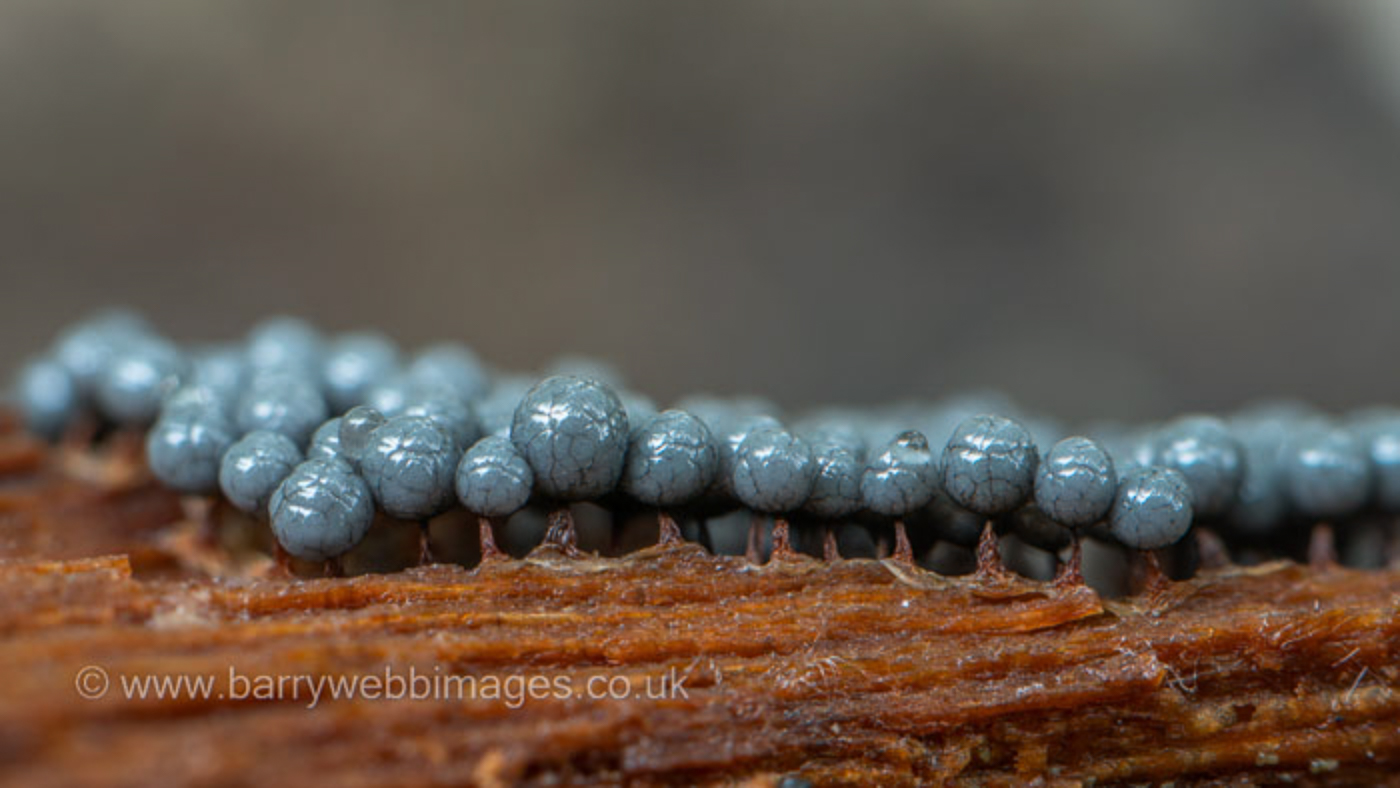 Photo © Barry Webb Cribraria argillacea by Barry Webb